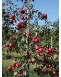 Яблоня красномясая Редлав Одиссо | Malus domestica Redlove Odysso | Яблуня червоном’яса Редлав Одіссо